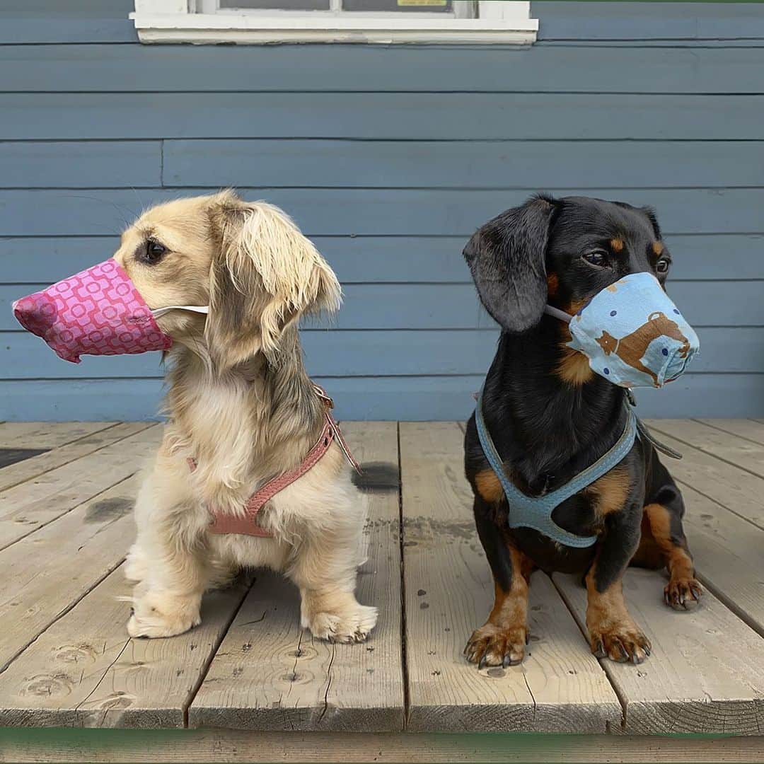 Crusoe the Celebrity Dachshundのインスタグラム：「New episode!! (Filmed before surgery) - quarantine part 3! Via link in my profile!」