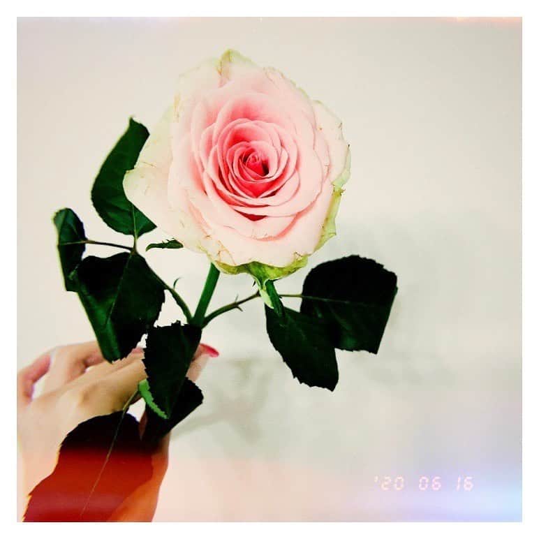 南沙羽さんのインスタグラム写真 - (南沙羽Instagram)「昨日、27歳になりました。 皆さまたくさんのメッセージやプレゼント 本当にありがとうございます💋 . . birthdayでいただいたバラ🥀🥀🥀 お花の中で一番好き...❤️ このままずっと咲いててくれたらいいのに。 . . . 27歳もよき1年になりますように🥀  #お花 #birthday #フラワー #バラ」6月16日 21時14分 - sawaminagram