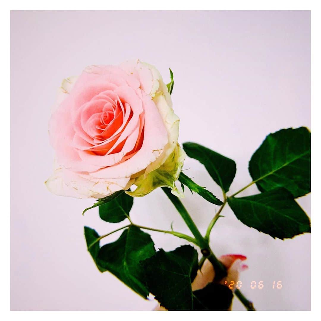 南沙羽のインスタグラム：「昨日、27歳になりました。 皆さまたくさんのメッセージやプレゼント 本当にありがとうございます💋 . . birthdayでいただいたバラ🥀🥀🥀 お花の中で一番好き...❤️ このままずっと咲いててくれたらいいのに。 . . . 27歳もよき1年になりますように🥀  #お花 #birthday #フラワー #バラ」