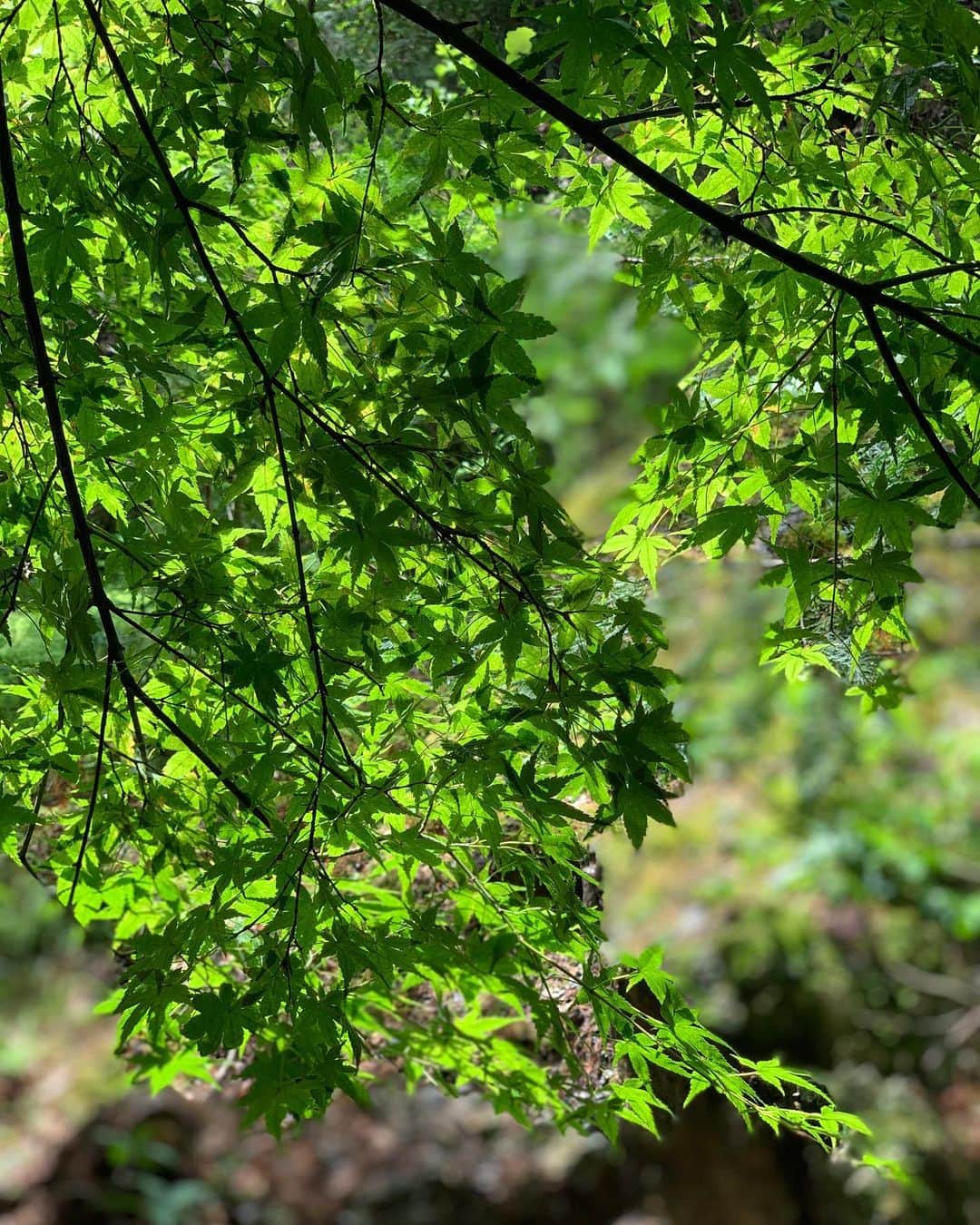 吉村優さんのインスタグラム写真 - (吉村優Instagram)「森林浴🌲 * 新緑と自然に癒された🥺❤️ * #森林浴 #新緑 #京都 #緑 #カニ」6月16日 21時18分 - yuyoshimura87
