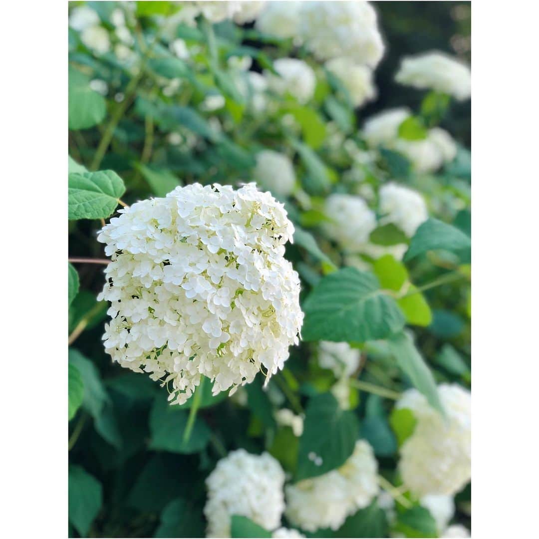 花柳まり草さんのインスタグラム写真 - (花柳まり草Instagram)「白い紫陽花。  清楚で、爽やかで、でも一筋縄じゃいかない感じ。  紫陽花って色んな色味があるから、見ていても本当に飽きません。」6月16日 21時20分 - marikusa.hanayagi
