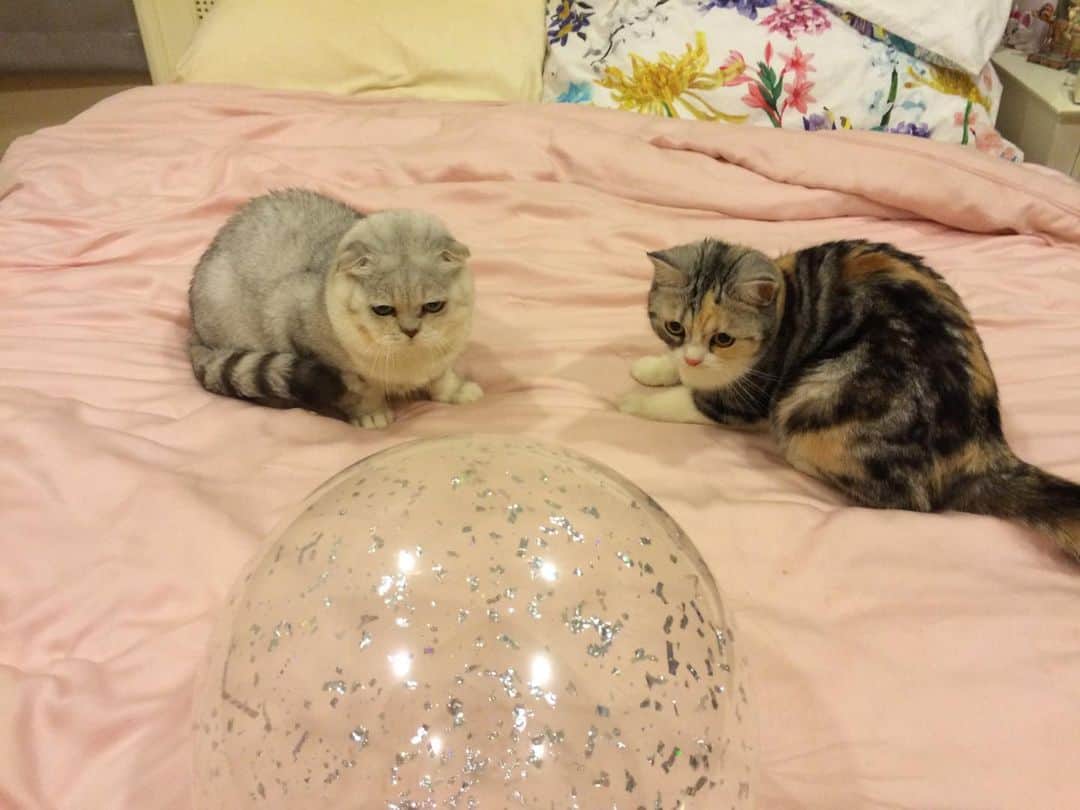 Haruのインスタグラム：「Three balloons 🎈🎈🎈 #haruthecat #nanacalicocat」