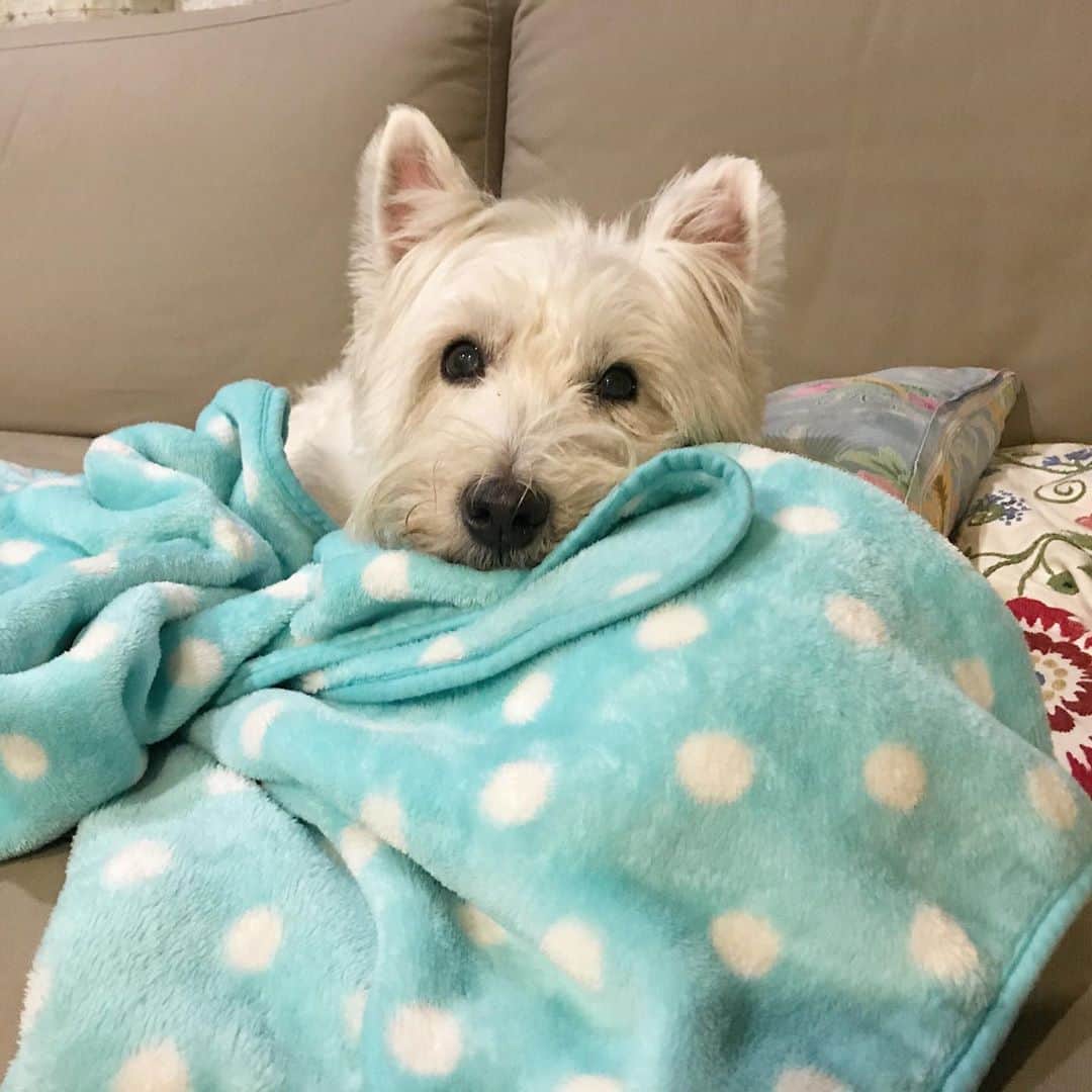 Hoykong&Plamuekのインスタグラム：「ฝนตกนอนสบายเลย  Rainy evening☔️☔️☔️🌱 #plamuek_westies」