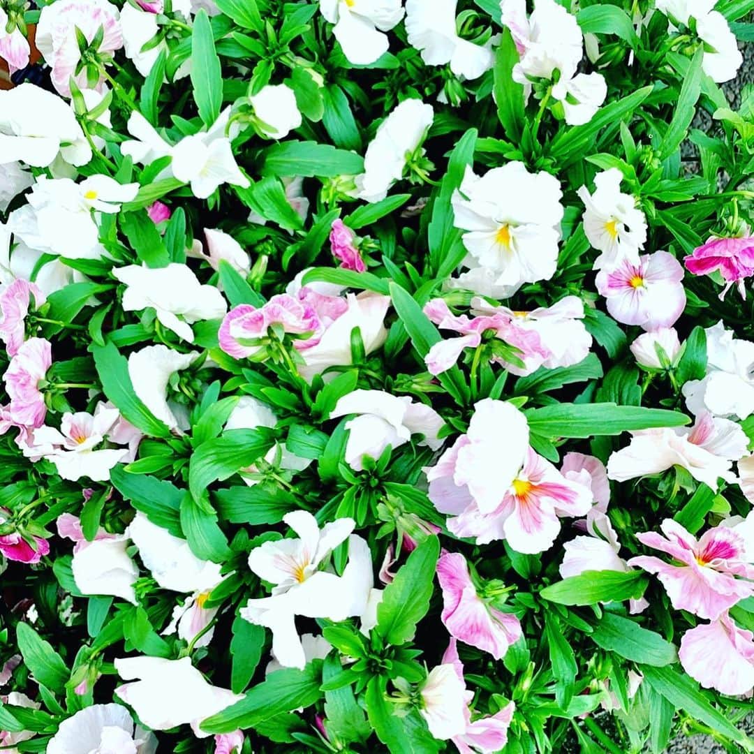 夏木マリさんのインスタグラム写真 - (夏木マリInstagram)「おはよう....... 夏休みをどうするかと TVでやっている！ 今年は毎日がナツヤスミ状態‼︎ きゃーーーーー  今日もよい日にね。  #goodmorningseries#goodday #flowerseries @mari_natsuki#natsukirock #夏木マリ  #朝はりんごを食べなさい#2020 #マリより証拠」6月17日 8時55分 - mari_natsuki