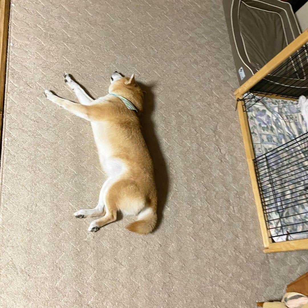 がんちゃんさんのインスタグラム写真 - (がんちゃんInstagram)「柴犬落ちてた。  暑くてもベッドに入るてんちゃんですが、珍しく床に転がっていました😆ちなみにタッキーは基本的に床が好きです。」6月17日 8時58分 - kota2ann