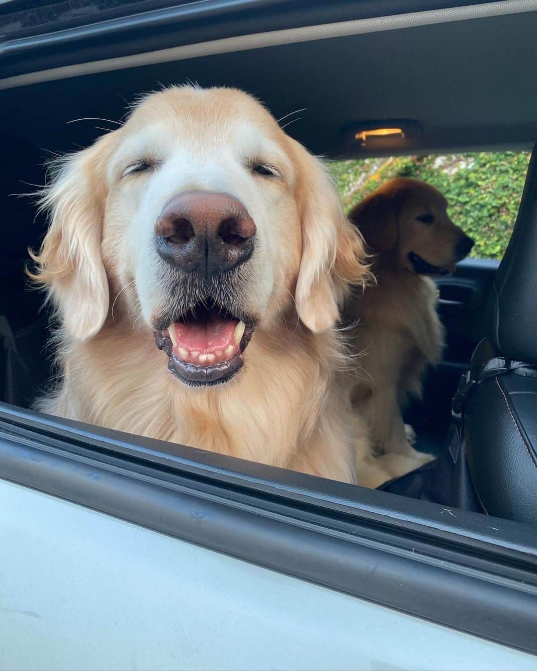 Bobさんのインスタグラム写真 - (BobInstagram)「Qual o primeiro lugar que vocês querem ir quando acabar a quarentena? 🤔🐾 . . . #pets #photooftheday #petsofinstagram #instagrammers #instagram #instadaily #vejasp #goldenretriever #goldenretrievers #goldenretrieversofinstagram #dogs #dogstyle #dogoftheday #dogsofinstagram #saopaulo #gudfriends #photography #coronavirus #covid #emcasa」6月17日 7時38分 - bob_marley_goldenretriever