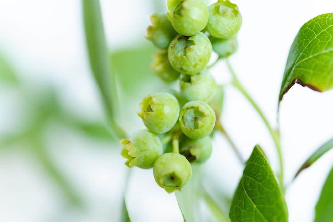 LOVEGREEN -植物と暮らしを豊かに。のインスタグラム