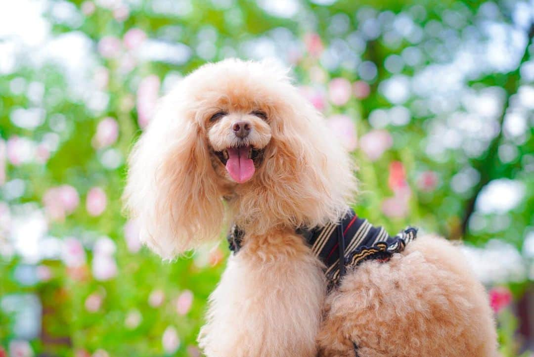 Toypoodle Mikuru?Asakusa Tokyoさんのインスタグラム写真 - (Toypoodle Mikuru?Asakusa TokyoInstagram)「20200617 Wednesday. Good morning! Friends 💞 背景は一応スカイツリーとタチアオイ。 ボケすぎてなんだかわからない😂 . 午前6時を過ぎると一気に熱くなってきます🥵 あさんぽ時間は午前5時台からだけど... 4時に繰り上げようかなぁ🧐 . この暑さ7月入ったらもっと厳しくなるのかなぁ😭 . #タチアオイ #ボケの美学 に程遠い #レイちゃんとお揃い」6月17日 8時03分 - purapura299