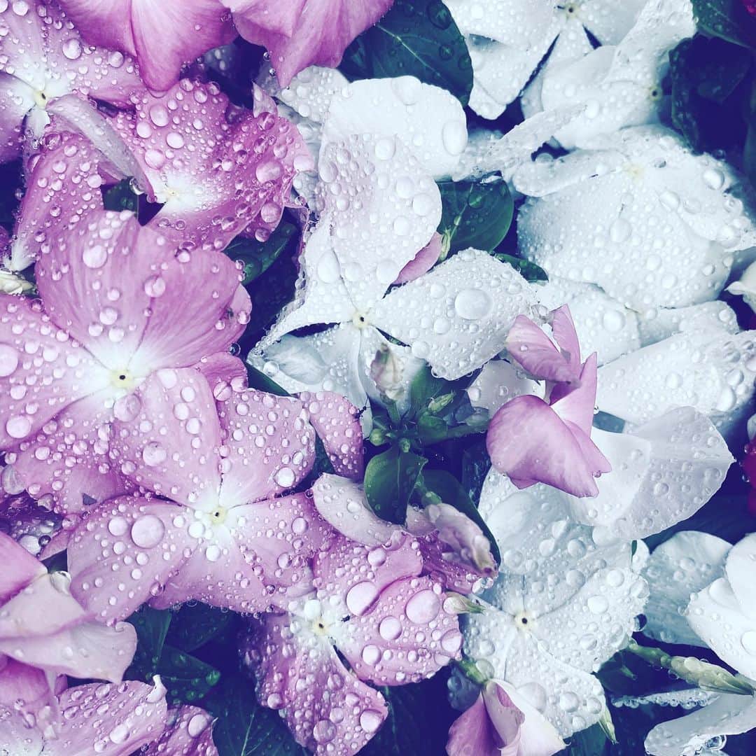のインスタグラム：「#flowers #flowersoflife #blossom #white #pink #wet #hope」