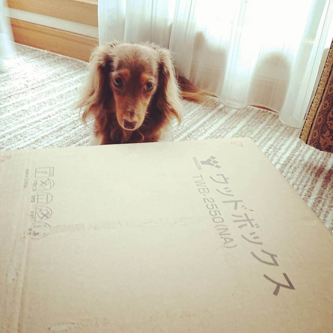 くるみんのインスタグラム：「* パパとママがDIYとか言うのするらしいでち。 できるの？  #カニンヘンダックスフント #カニンヘン #カニンヘンダックス #カニンヘンの会 #カニンヘンダックスフンド #チョコタンダックスフント #チョコタンダックスフンド #チョコタンダックス #ダックスlove #ダックス多頭飼い #ダックスフント #ダックスフンドカニンヘン #ダックス部 #ダックスフンド #ダックス大好き #ダックス #いぬばか部 #いぬすたぐらむ #短足部 #dachshundgram #dachshund #dogstagram #instagramdog #instadachs #instadog #inustagram #kyounodachs #todayswanko #7pets_1day #diy」