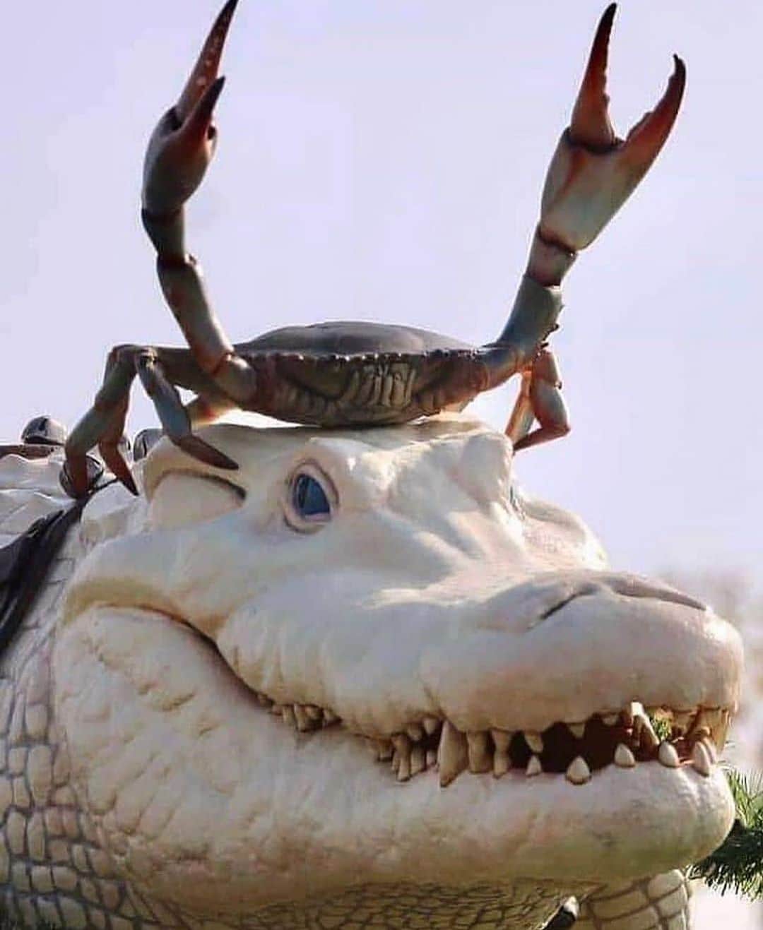 WildLifeのインスタグラム：「@discovercrocodiles 🔥CRAB CROWN 👑 When you’re the king of the swamp AND albino, you deserve a crown!⁣ ⁣ 📸 Sculpture by Robbie Keller Levblanc ⁣ ⁣ #dive #nature #ocean #water #underwater #underwaterlife #underwaterphoto #underwaterphotography #underwaterpics #underwaterphotographer #underwaterworld #scuba #scubadiverslife #scubadiving #scubadiver #divingmag #exclusivewildlife #wildlife_perfection #wildlife_inspiration #wildlifeonearth #seewildlife #reptilelove #alligators #wildlife_inspired #reptilesofinstagram #rivermonsters #wildlifeaddicts #wildlifefriend #wildlifelovers #wildlife_shots」