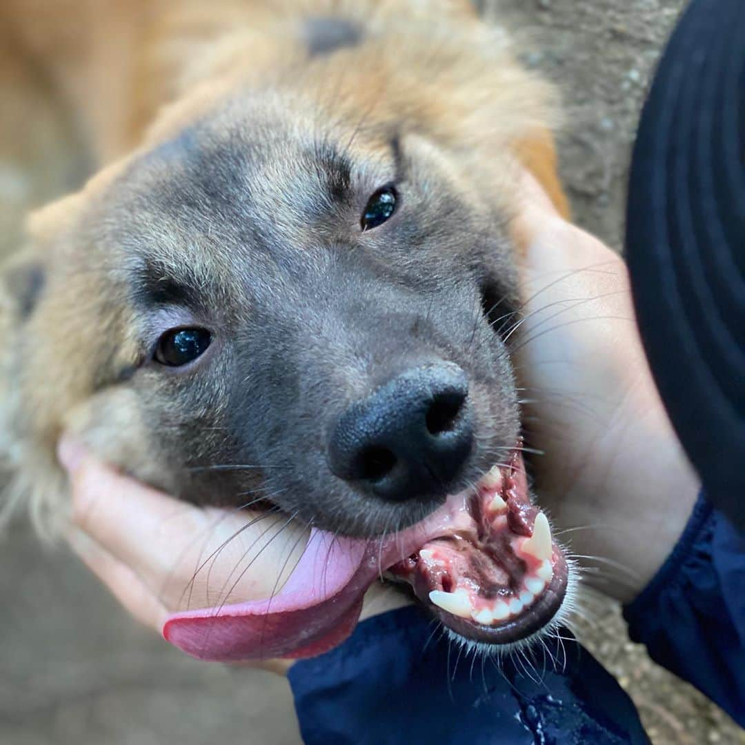 akkoさんのインスタグラム写真 - (akkoInstagram)「僕、最高に楽しい‼️ と言ってる気がするバッジョくん🐕 シェパードに似てるけど、最近ニホンオオカミに似てきた気がする☺️ 山でレスキューされたからあり得るな😎と1人盛り上がってる私です😊 #akko #akkostagram #mll #保護犬」6月17日 8時40分 - mllakko