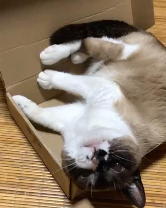祭nine.のインスタグラム：「神田陸人です！ お家でも元気いっぱい猫のぎんちゃん(♀) 我が家のアイドルです！！ #リアルどうぶつの森 #夜はアライグマと間違えられる #足白いの可愛くない？ #口と肉球めっちゃピンクだし #演奏:神田陸人」