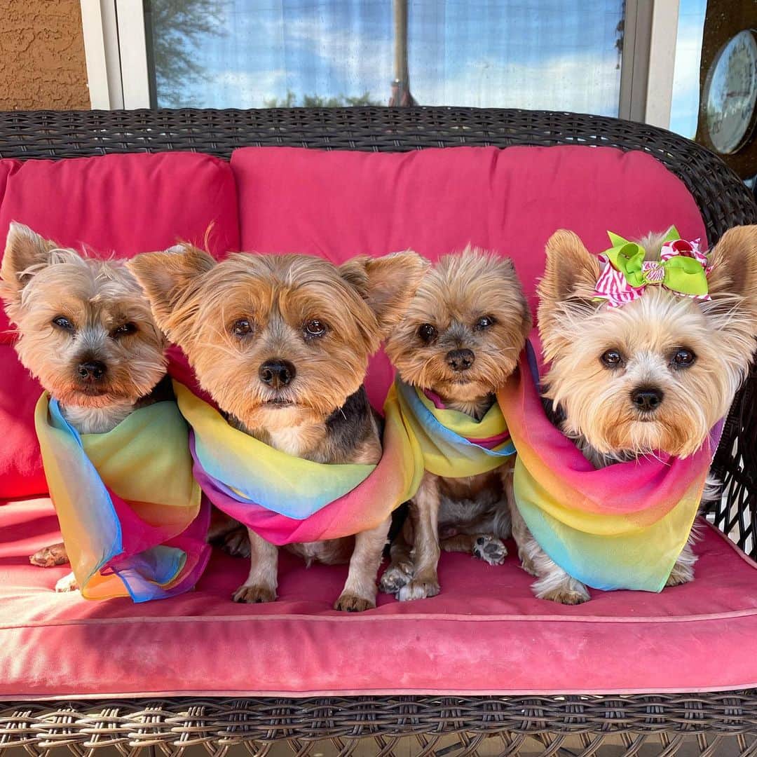さんのインスタグラム写真 - (Instagram)「Max, Sammy, Oliver & Allie 💭 Happy Pride Month!! ♥️🏳️‍🌈🧡🏳️‍🌈💛🏳️‍🌈💚🏳️‍🌈💙🏳️‍🌈💜🏳️‍🌈🤎🏳️‍🌈 #PrideMonth #LoveWins #PrideMonth2020 #LoveIsLove #Pride #WeStandWithYou #AllYouNeedIsLove #LoveIsLove🏳️‍🌈」6月17日 0時10分 - happyyorkiefamily