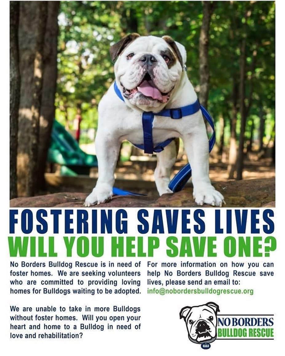 Bodhi & Butters & Bubbahのインスタグラム：「@nobordersbulldogrescue is in desperate need of fosters right now! . . Like their name suggests, they adopt their rescue bulldogs anywhere in the continental US as long as it’s the right family 💗 so if you have room in your home to foster or adopt please contact them 💗 . . . . . #bulldog #rescuedogsofinstagram #adoptdontshop #help #when #you #can #positivevibes #dogsofinstagram #bestoftheday #cute #puppy #love #smile #be #happy」