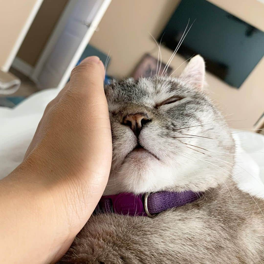 nala_catさんのインスタグラム写真 - (nala_catInstagram)「Good morning I love you 💕」6月17日 0時29分 - nala_cat