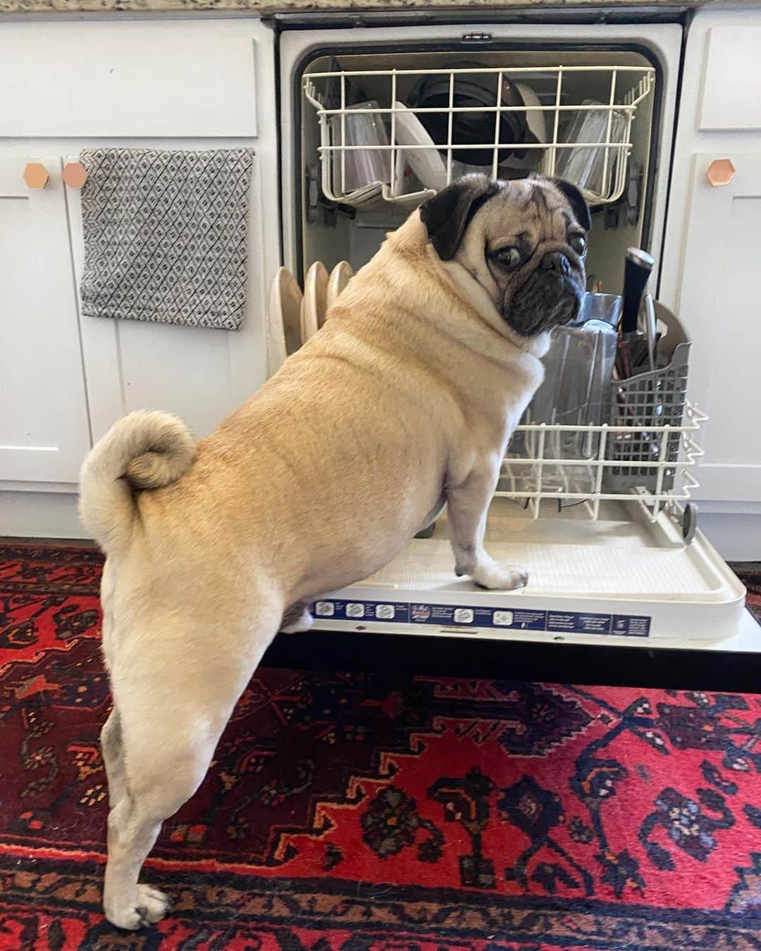 itsdougthepugさんのインスタグラム写真 - (itsdougthepugInstagram)「“‪Pugs are cute AND do the dishes‬” -Doug」6月17日 0時45分 - itsdougthepug