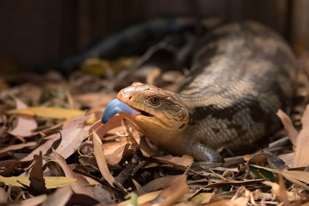 アニマルプラネットさんのインスタグラム写真 - (アニマルプラネットInstagram)「For people, sticking your tongue out is considered bad manners, but for the blue-tongued skinks, it’s a way to scare off a predator! The sudden flash of color may surprise and confuse the predator just long enough for the skink to scurry away. . . #lizardsofinstagram #reptile #reptilesofinstagram #lizards #reptilelover #gecko #reptiles #lizard #bluetongue #photooftheday」6月17日 1時00分 - animalplanet