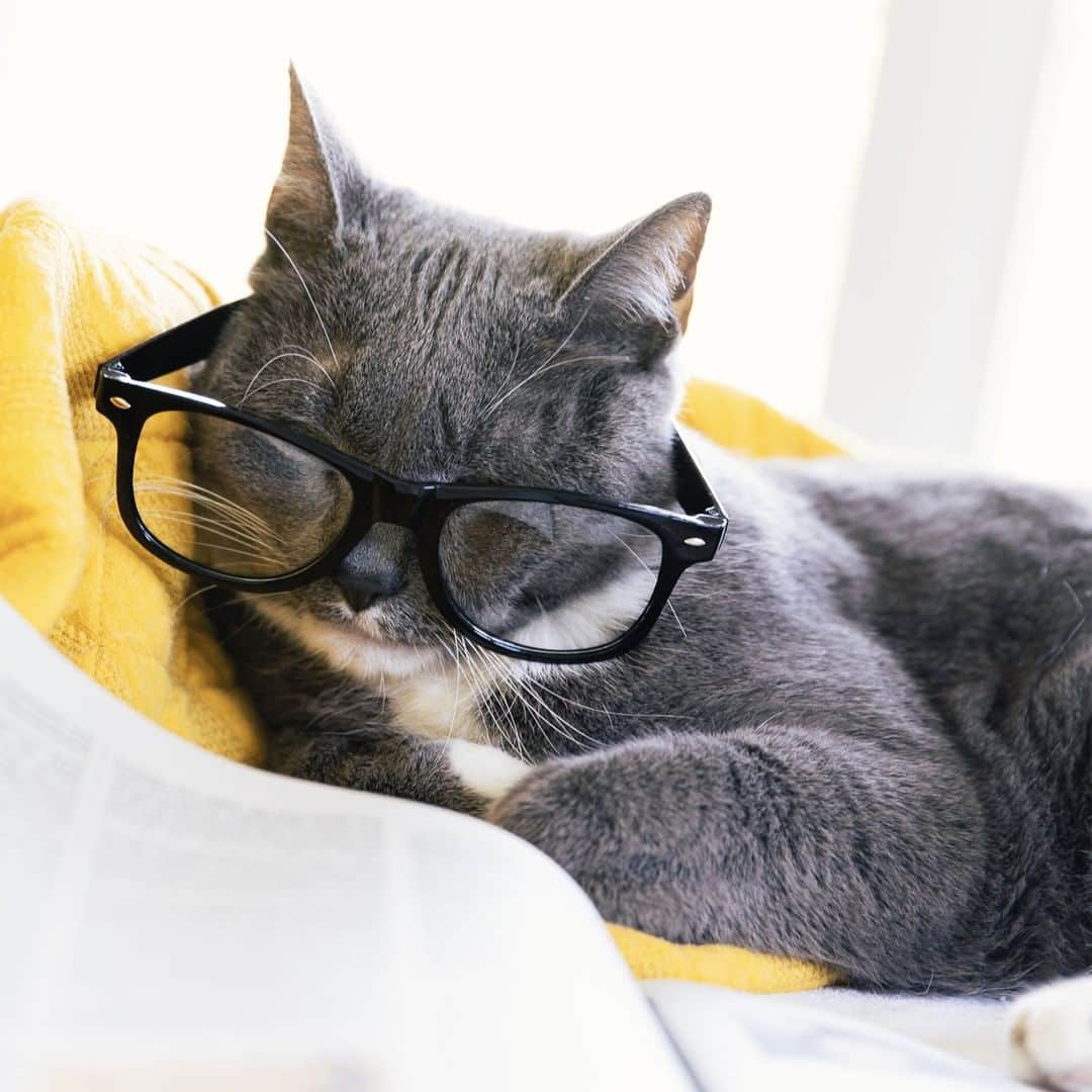 Wal-Mart Stores, Incのインスタグラム：「I may be new around here, but I can tell the humans feel happier now that I'm in charge. 😺#NationalCatAdoptionMonth #WalmartPets」
