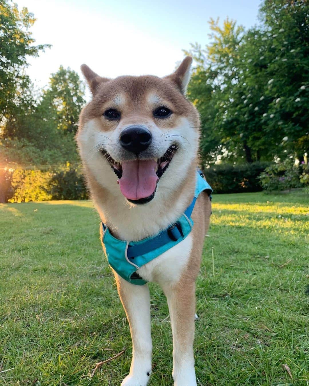 ?Fricko the Shiba Inu?のインスタグラム：「Big puppy with a Big smile 😆 🐾 🐾 🐾 🐾 #Fricko #🐶 #☀️ #shiba #shibainu #dog #柴犬 #赤柴  #adorable #shibalovers #shibaholics  #dogoftheday  #weeklyfluff #aww #dogstagram  #dogscorner #puppiesofinstagram #shibapuppy」