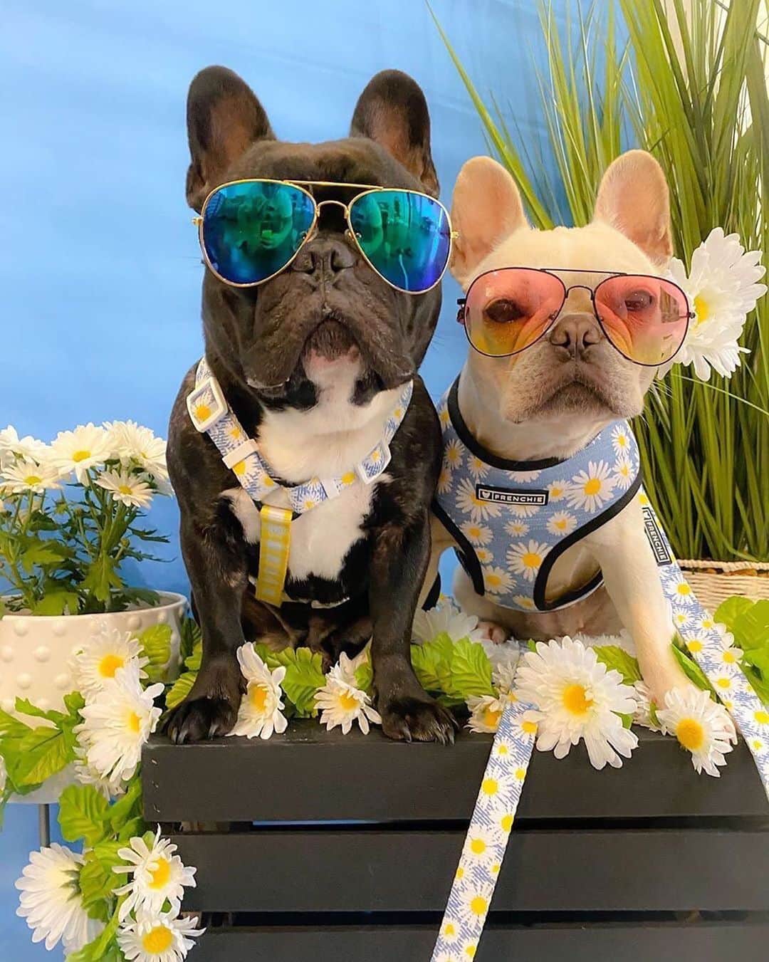 Regeneratti&Oliveira Kennelさんのインスタグラム写真 - (Regeneratti&Oliveira KennelInstagram)「Oopsie Daisy  We forgot to smile for the pictrue 😆 @frenchienamedmoses . . . Shop @frenchie_bulldog ⚡️THE COOLEST⚡️ swag for your pup! 🎁 Get 10% off  with code jmarcoz10 🐾 . . . . . #daisy #flowerchild  #frenchies1 #dailyfrenchie #frenchiesofinstagram #frenchie  #frenchieoftheday #frenchbulldoglove #frenchiefashion #frenchiehomers  #frenchiecorner #frenchieoftheday  #dogfashion  #bark4me06 #frenchielove #frenchiegram  #yourdailyfrenchies #frenchiepetsupply #friendswithfrenchie #TheFitIsFrenchie」6月17日 1時33分 - jmarcoz