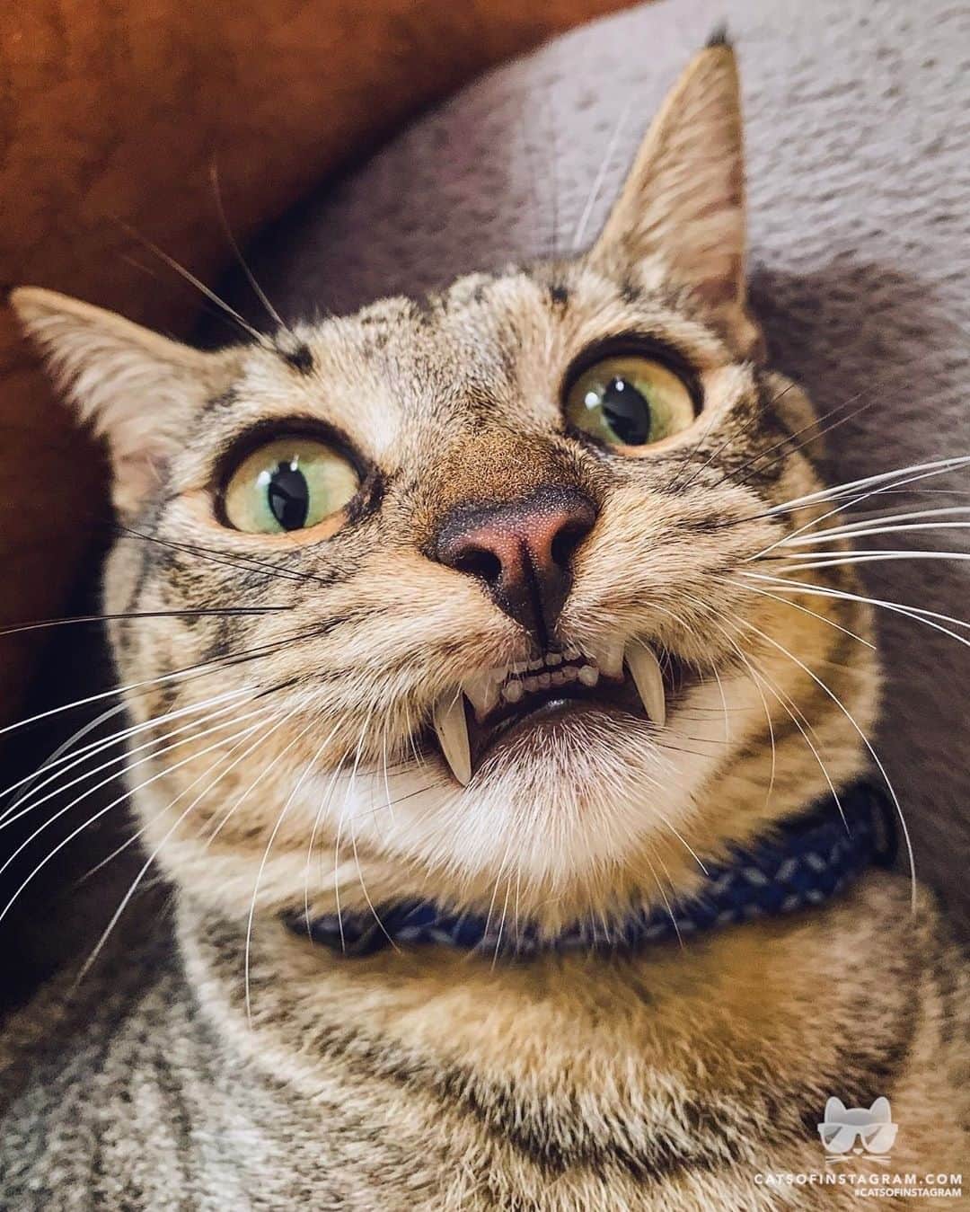 Cats of Instagramさんのインスタグラム写真 - (Cats of InstagramInstagram)「From _gatoxiko: “Sou um gato-vampiro! 🧛‍♂️😹” #catsofinstagram」6月17日 2時02分 - cats_of_instagram