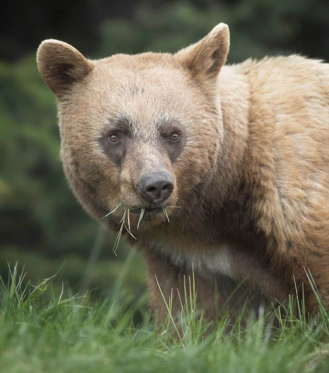 Chase Dekker Wild-Life Imagesさんのインスタグラム写真 - (Chase Dekker Wild-Life ImagesInstagram)「To this day, this is still the most beautiful black bear (yes, he’s blonde) I have ever seen. Very relaxed, very healthy, and quite hungry, he was the perfect subject. I hope to go find some black bears in the Sierras soon since this is generally the best time of year to see them foraging on grasses out in open meadows.」6月17日 2時21分 - chasedekkerphotography