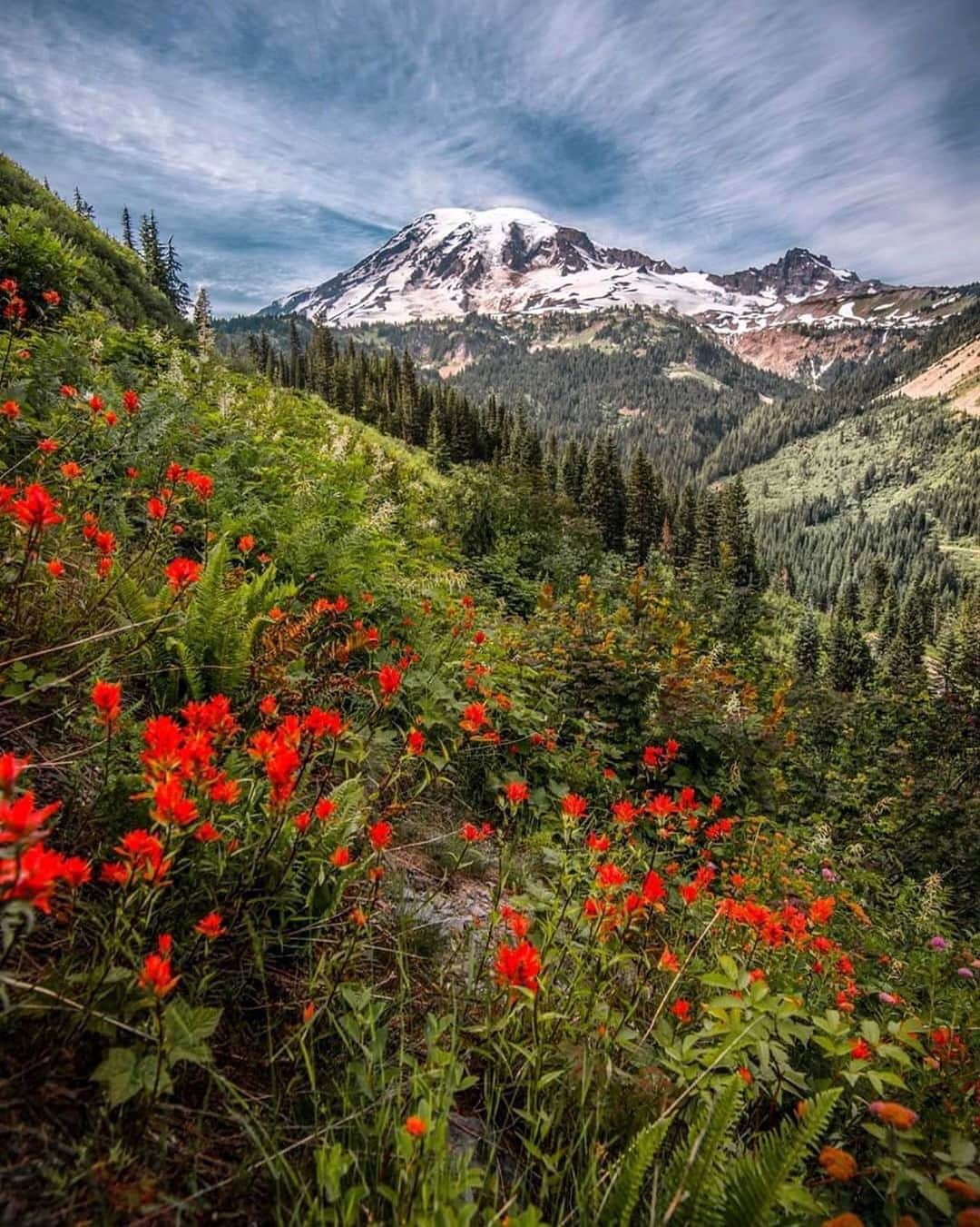 Ricoh Imagingのインスタグラム：「Posted @withregram • @frankleeruggles Good Morning!  The Mountians are really, really, really, callling.  Mount Rainier National Park. 2018  #mountrainier #mountrainernationalpark @ricohusa  #beautiful #picoftheday #pentax645z #pentax645ambassador @ricohpentax  #mediumformat #photooftheday  #istagood  #picoftheday #instapic #photooftheday #wildflowers  #instaphoto  #landscapephotography #nationalparkgeek #earthpix @nationalparkservice #nps #mrnp #washingtonstate  @nationalparktrust @usinterior #earth_shotz #NPGeekAmbassador #optoutside #nationalparkgeek #nature #chasingthelight ##79yearsproject  #outdoorphotomag #nationalparks #national_park_phototography」