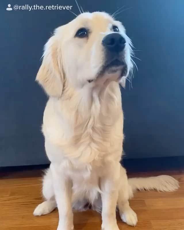 DogsOf Instagramのインスタグラム：「“Choose your character!” writes @rally.the.retriever  #dogsofinstagram」