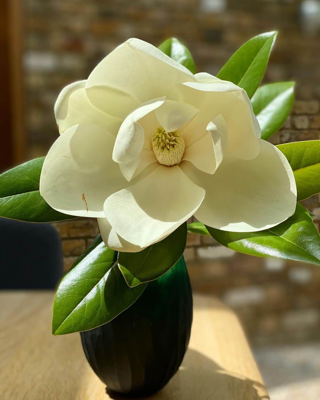 布袋寅泰さんのインスタグラム写真 - (布袋寅泰Instagram)「なんと美しい木蓮の花。Beautiful flower #magnolia」6月17日 5時40分 - hotei_official