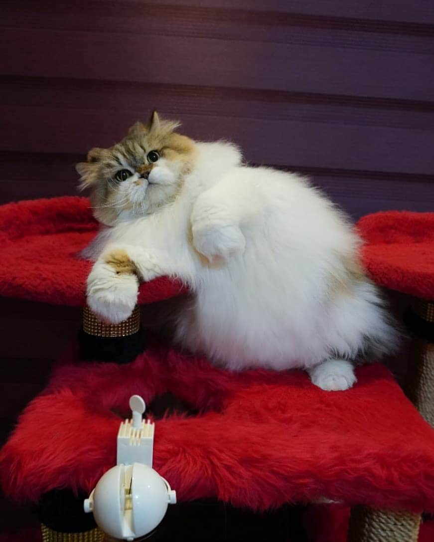 Kenshin & Chloeyさんのインスタグラム写真 - (Kenshin & ChloeyInstagram)「(Swipe) Baby Floof 😊♥️」6月17日 5時50分 - kitty.chloeykenshin