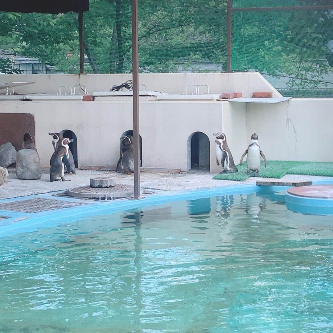 澤野井香里さんのインスタグラム写真 - (澤野井香里Instagram)「久しぶりに#京都動物園　へ🐘✨ ずっとお休みくでようやく行けて、可愛い動物たちに癒された♡  お弁当食べて池でザリガニ探したり♪ （ここでボーっとするのが好きだけど、何度もMが柵をよじ登って池に落ちそうになるのでボーっとできない🤣） 毎月通いたい癒しスポット✨  #ks_20✨ #京都　#動物園　#ベビフル #ママリ #コドモノ #関西ママ #京都ママ #女の子ママ #男の子ママ　#ママライフ　#S⭐️_ #M🍒_  #s⭐️m🍒」6月17日 6時51分 - kaori_sawanoi