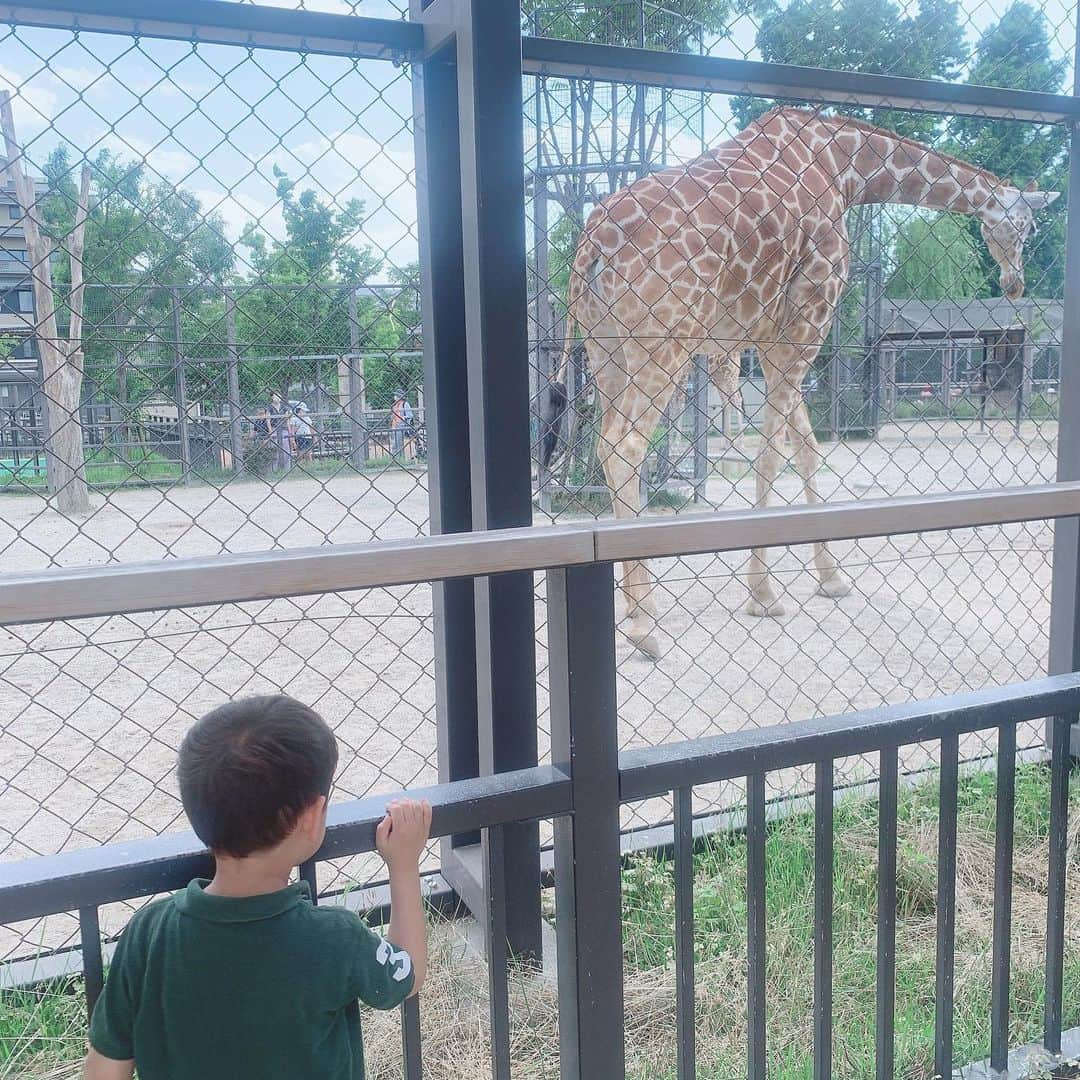 澤野井香里さんのインスタグラム写真 - (澤野井香里Instagram)「久しぶりに#京都動物園　へ🐘✨ ずっとお休みくでようやく行けて、可愛い動物たちに癒された♡  お弁当食べて池でザリガニ探したり♪ （ここでボーっとするのが好きだけど、何度もMが柵をよじ登って池に落ちそうになるのでボーっとできない🤣） 毎月通いたい癒しスポット✨  #ks_20✨ #京都　#動物園　#ベビフル #ママリ #コドモノ #関西ママ #京都ママ #女の子ママ #男の子ママ　#ママライフ　#S⭐️_ #M🍒_  #s⭐️m🍒」6月17日 6時51分 - kaori_sawanoi