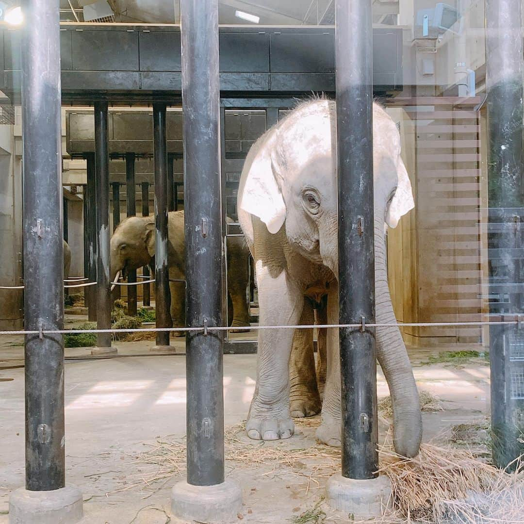 澤野井香里さんのインスタグラム写真 - (澤野井香里Instagram)「久しぶりに#京都動物園　へ🐘✨ ずっとお休みくでようやく行けて、可愛い動物たちに癒された♡  お弁当食べて池でザリガニ探したり♪ （ここでボーっとするのが好きだけど、何度もMが柵をよじ登って池に落ちそうになるのでボーっとできない🤣） 毎月通いたい癒しスポット✨  #ks_20✨ #京都　#動物園　#ベビフル #ママリ #コドモノ #関西ママ #京都ママ #女の子ママ #男の子ママ　#ママライフ　#S⭐️_ #M🍒_  #s⭐️m🍒」6月17日 6時51分 - kaori_sawanoi