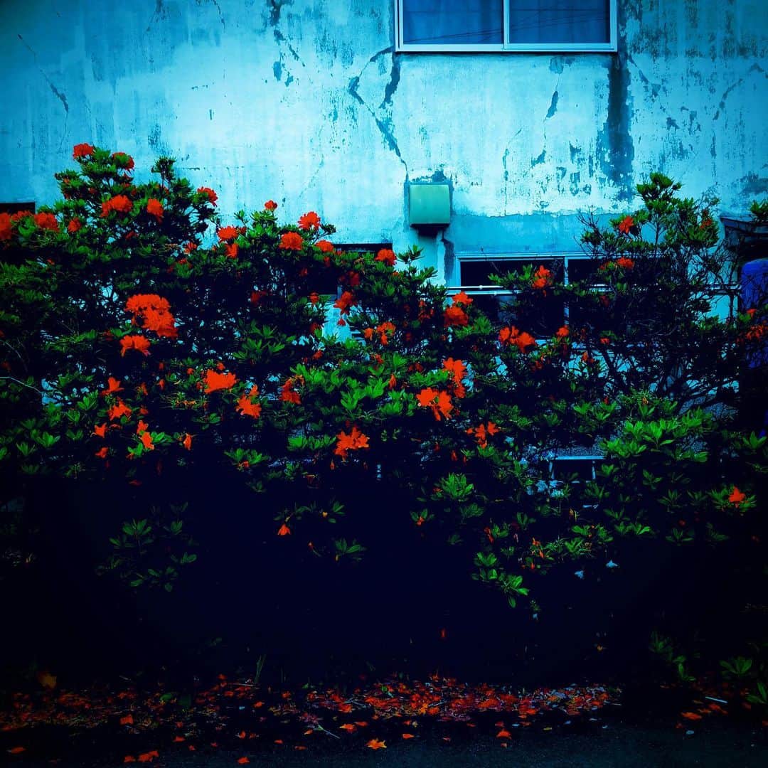 江田由紀浩のインスタグラム：「曇りのほうが良い感じに撮れる気がする笑 #赤い花 #札幌市西区 #八軒 #散歩」