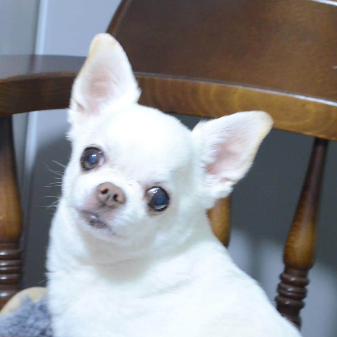 KORIKIのインスタグラム：「おはようございます♪ * #dogofsapporo #dog, #dogs, #dogstagram,#chihuahua,#犬バカ部,#チワワ,#koriki, #hanadog #白スムチ連合会, #スムチー,  #dogofthedayjp, #dogoftheday  #ilovemydog #instadog #instapet #WhiteChihuahua  #吉娃娃 #치와와  #dogsofinstagram #Chihuahualover  #ชิวาวา #チワワの輪 #barkbox #WhiteChihuahuaParty #もふもふモフモフ」