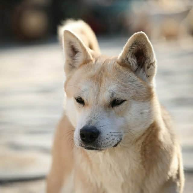 チェ・ヨジンさんのインスタグラム写真 - (チェ・ヨジンInstagram)「코로나의 여파로 이동이 막혔어요 힘든 시국에 도움요청드려요 #시애틀#seattle #이동봉사 해주실분 구해요 연락주세요 아이들이 가족을 찾을수 있게 도와주세요 #유기견#입양#사지말고입양하세요 . Reposted from @a.dream_of_dogs 배추밭에서 외로움과 공포속에서 살던 배추.... 모든 준비가 되었어요 며칠전  영상을찍고 입양신청을  받아들여줬어요... 시애틀... 앞으로 갈아이들이 많아요 시애틀  토론토  벤쿠버 등등  해외이동 도와주세요... 무무님 감사합니다 - #regrann」6月17日 7時22分 - yjyjyjyjyj_yj