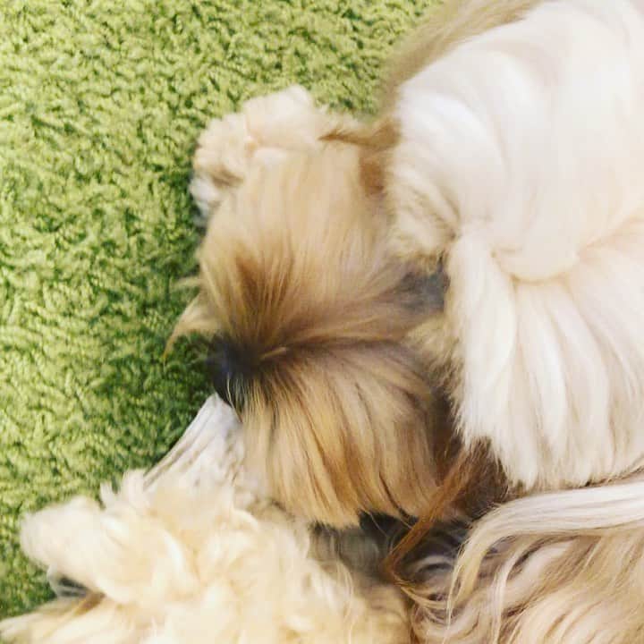 北山陽一のインスタグラム：「たまに凄い音がする。#きたやまおかき #きたやまおもち」