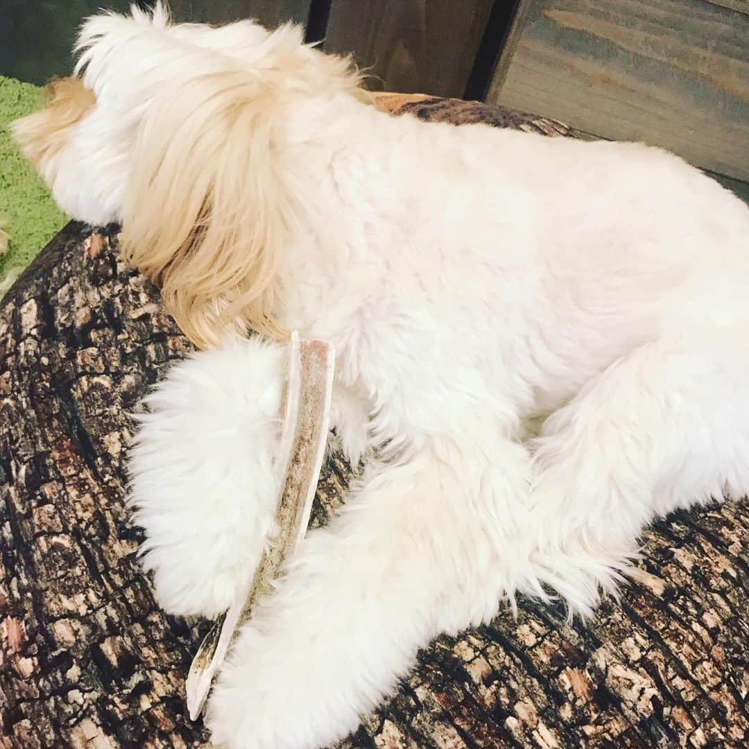 北山陽一のインスタグラム：「疲れたらしい。#きたやまおもち」