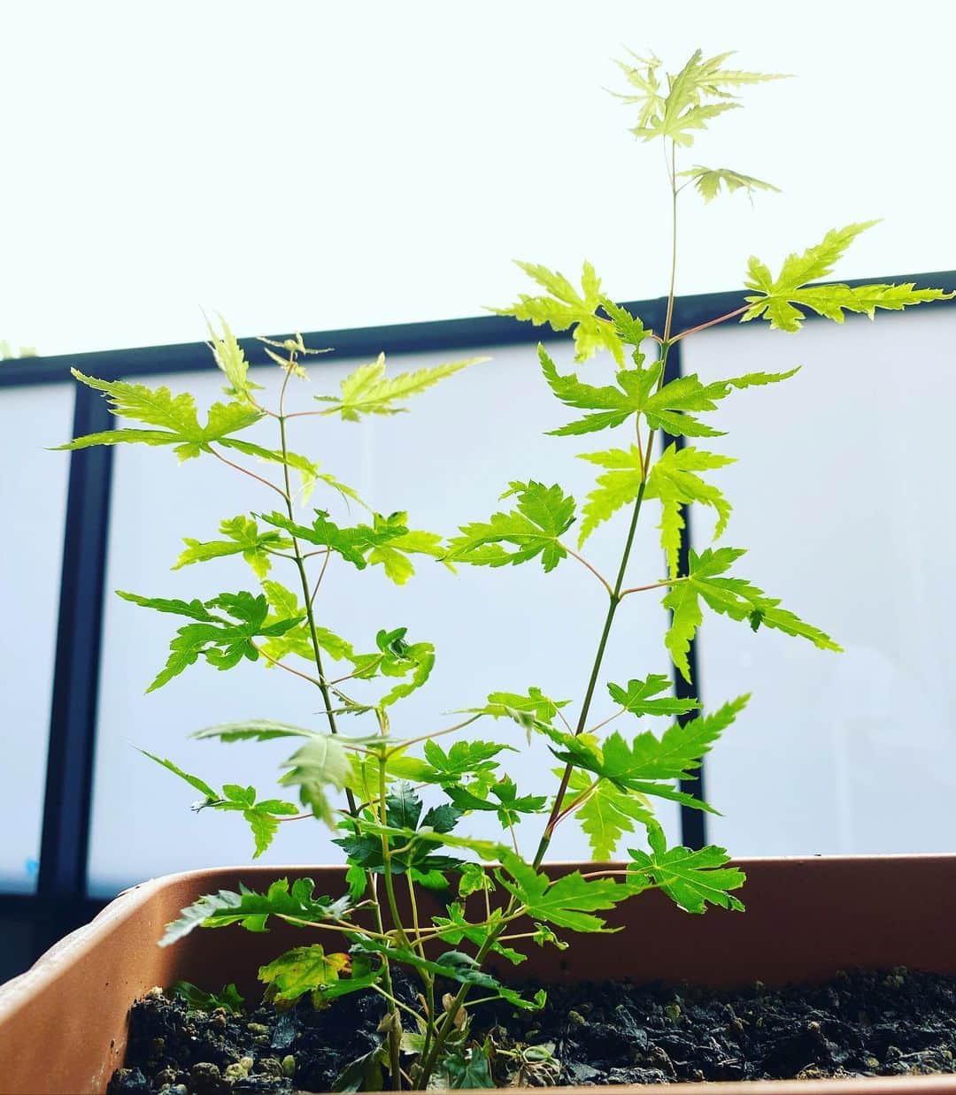 佐野優子のインスタグラム：「. 白龍園で頂いた紅葉の種を植えてから約半年🍁 . なんとか順調に育ってる☺️ . #紅葉 #紅葉の種 #白龍園」