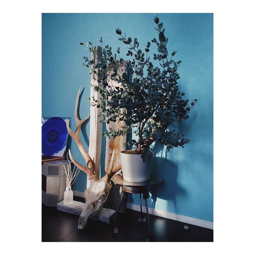 Hikaru Nakamuraさんのインスタグラム写真 - (Hikaru NakamuraInstagram)「オーガスタアウト ユーカリイン  鉢はヴィンテージな鉢が見つかるまで、とりあえず家にあったコレで😗  #植物#インテリア#鉢#骨#流木#寝室#家具#ユーカリ#観葉植物」6月17日 17時25分 - hikarunosuke