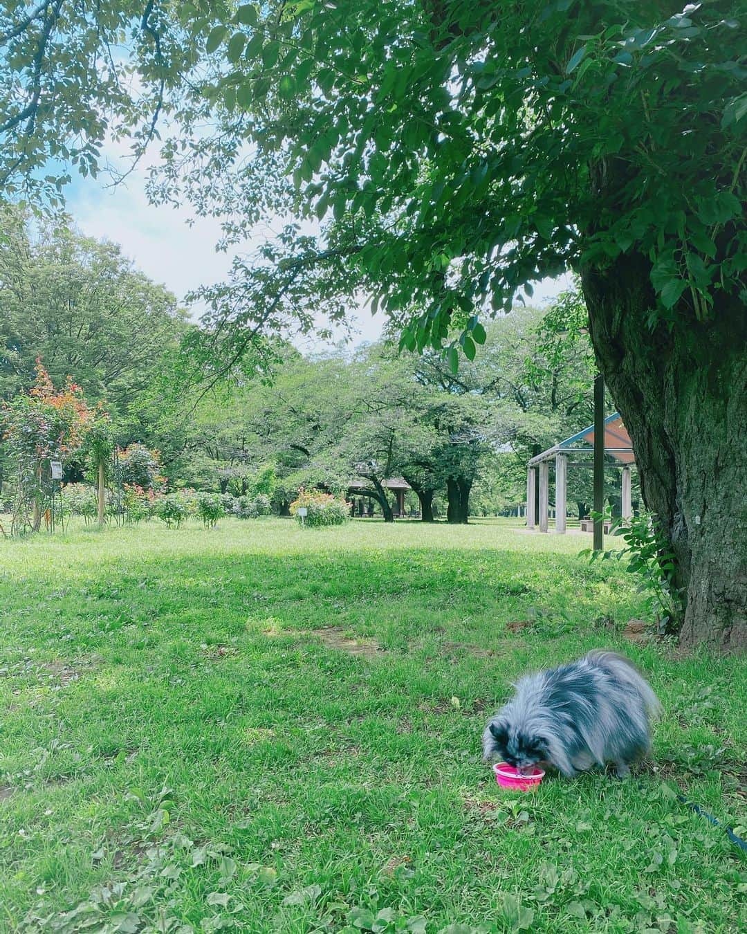mimeiさんのインスタグラム写真 - (mimeiInstagram)「a simple happy bday! 🌾」6月17日 17時47分 - mimeiland