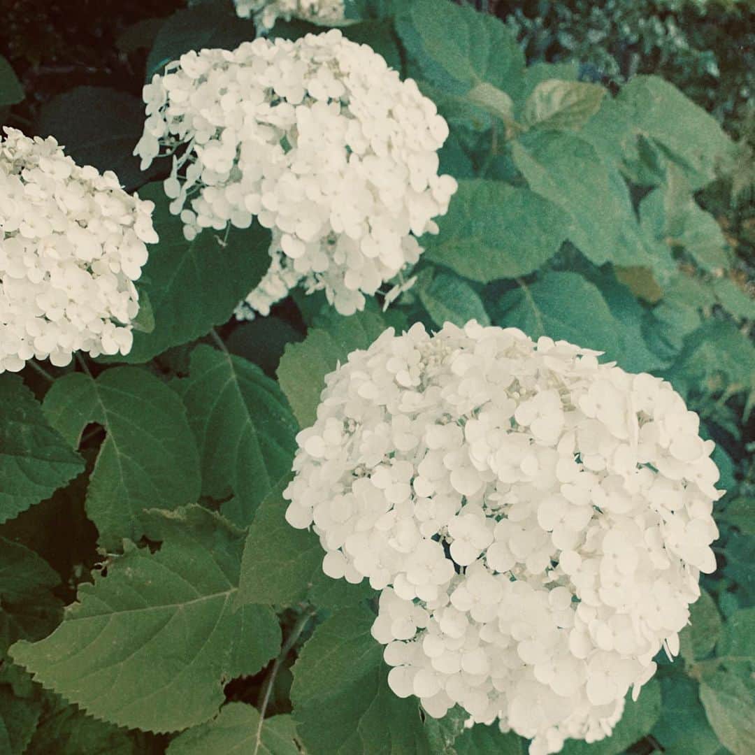 大友花恋さんのインスタグラム写真 - (大友花恋Instagram)「そんな季節になりましたね。 でも、今日はピカピカな天気ですね。」6月17日 18時00分 - karen_otomo