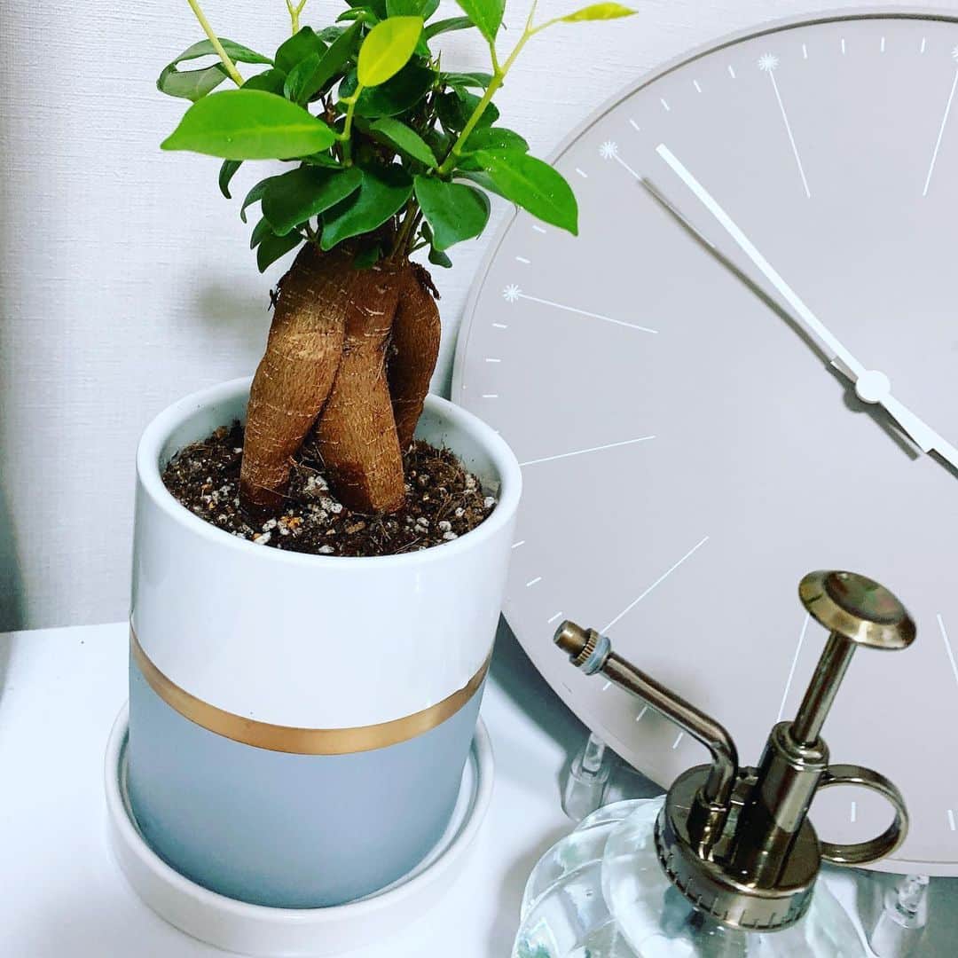のインスタグラム：「ガジュマルに新しい鉢植え買った  本当はベンジャミン育てたいけど、間違えて買っちゃったから可愛がる  鉢植え、小さい？もう少し大きい方がいいのかな？  #観葉植物 #観葉植物のある暮らし #ガジュマル #ガジュマルの木 #ガジュマル成長記 #がじゅまる #鉢植え」