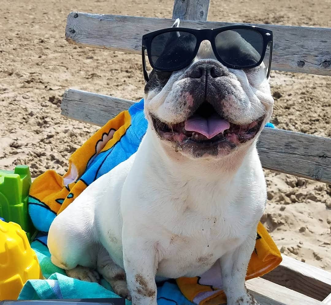 Manny The Frenchieのインスタグラム：「One of the best things about summer, the beach!! 🌞🏖️🌊 But beach day does also mean bath day!!. 🌞 🌞GIVEAWAY TIME!  Enter to WIN a Zymox prize pack!  1️⃣ Submit a picture of your pet enjoying a summer moment. 2️⃣ Write a brief description of your pet and why you love them. 3️⃣ Explain how ZYMOX products have helped or will help your pet. 😎 sᴜʙᴍɪᴛ ʜᴇʀᴇ: #linkinbio 🌞Winner will be announced on June 22nd, to celebrate the FIRST days of SUMMER! @zymox_official」