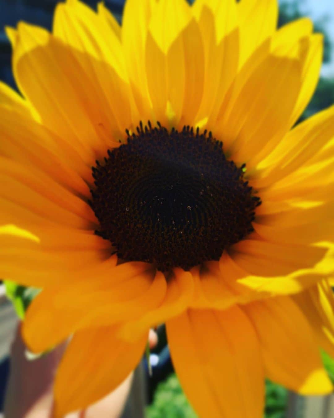 榊いずみさんのインスタグラム写真 - (榊いずみInstagram)「鮮やかな朝の光✨ おはよう😃  #sunflower」6月17日 9時22分 - izumizmroom