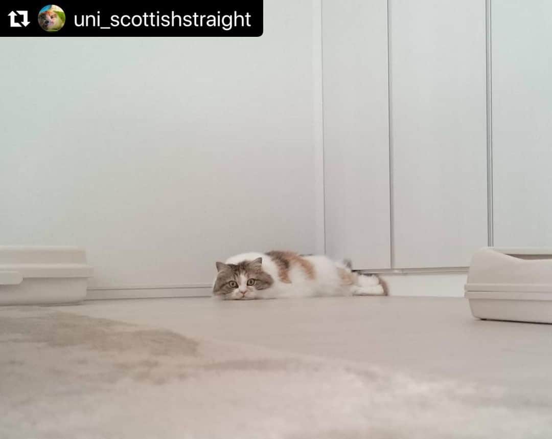 ねこのインスタグラム