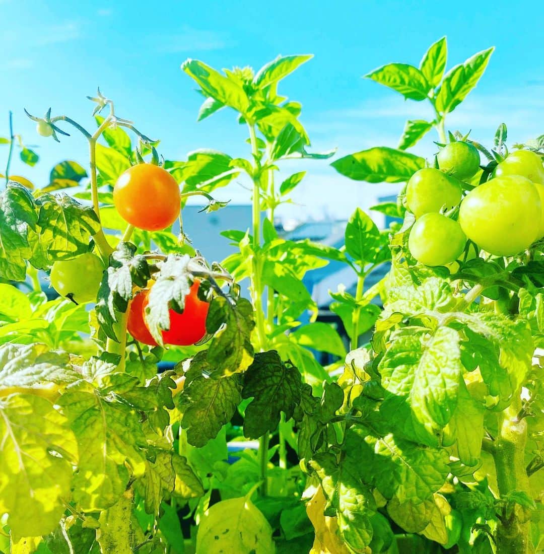 大宮エリーさんのインスタグラム写真 - (大宮エリーInstagram)「おはようございます🌞 ベランダ菜園だより。 色づく前の、みどりのトマトも 色づくトマト🍅も 青空に映えますね！ 今日は楽しい日になりそうです😽  #トマト #家庭菜園 #ベランダ菜園」6月17日 9時27分 - ellie_omiya