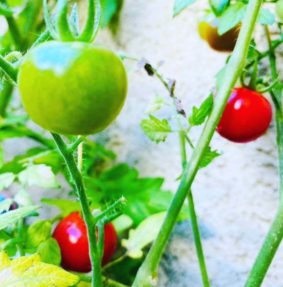 大宮エリーさんのインスタグラム写真 - (大宮エリーInstagram)「おはようございます🌞 ベランダ菜園だより。 色づく前の、みどりのトマトも 色づくトマト🍅も 青空に映えますね！ 今日は楽しい日になりそうです😽  #トマト #家庭菜園 #ベランダ菜園」6月17日 9時27分 - ellie_omiya