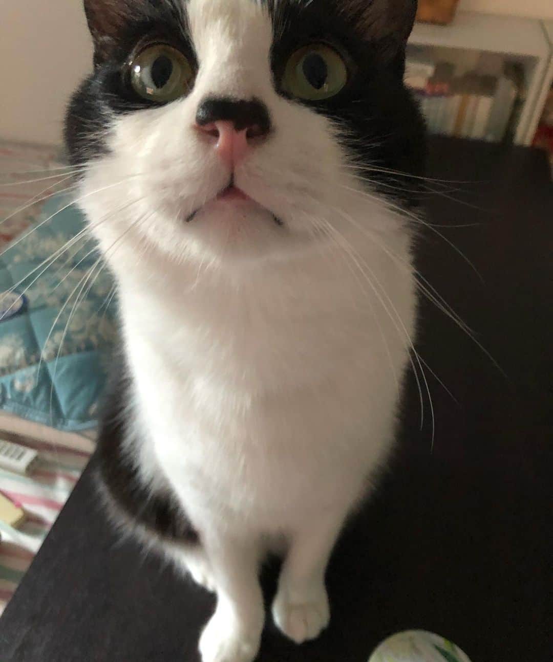 ぽんずのインスタグラム：「あざと目線  #ねこ#猫#cat#猫好き#親バカ#はちわれ#ハチワレ#はちわれ猫#ハチワレ猫#白黒猫部#にゃんすたぐらむ#ilovecat#猫大好き#うちの猫自慢#白黒猫 #我が家のぽんずくん #ちゅーちゅー妖怪」
